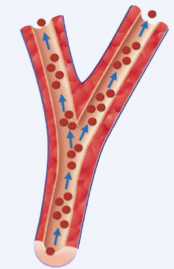 healthy blood vessel